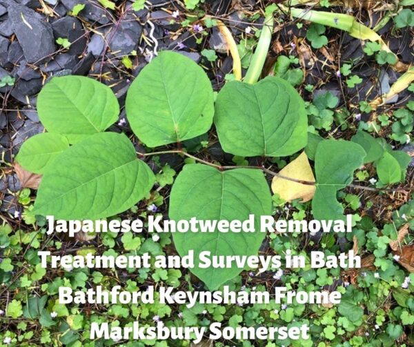 Japanese Knotweed