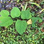 Japanese Knotweed