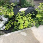 Japanese Knotweed