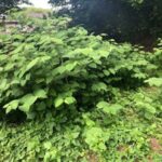 Japanese Knotweed