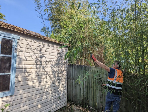 Removal of Bamboo in Cornwall