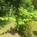 Japanese Knotweed