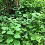 Japanese Knotweed