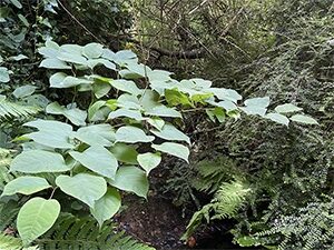 Japanese Knotweed