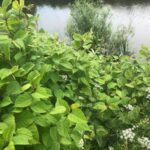 Japanese Knotweed