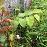 Japanese Knotweed