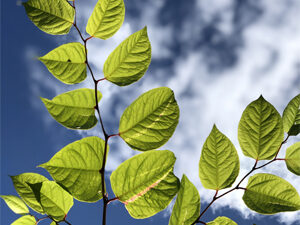 Japanese Knotweed