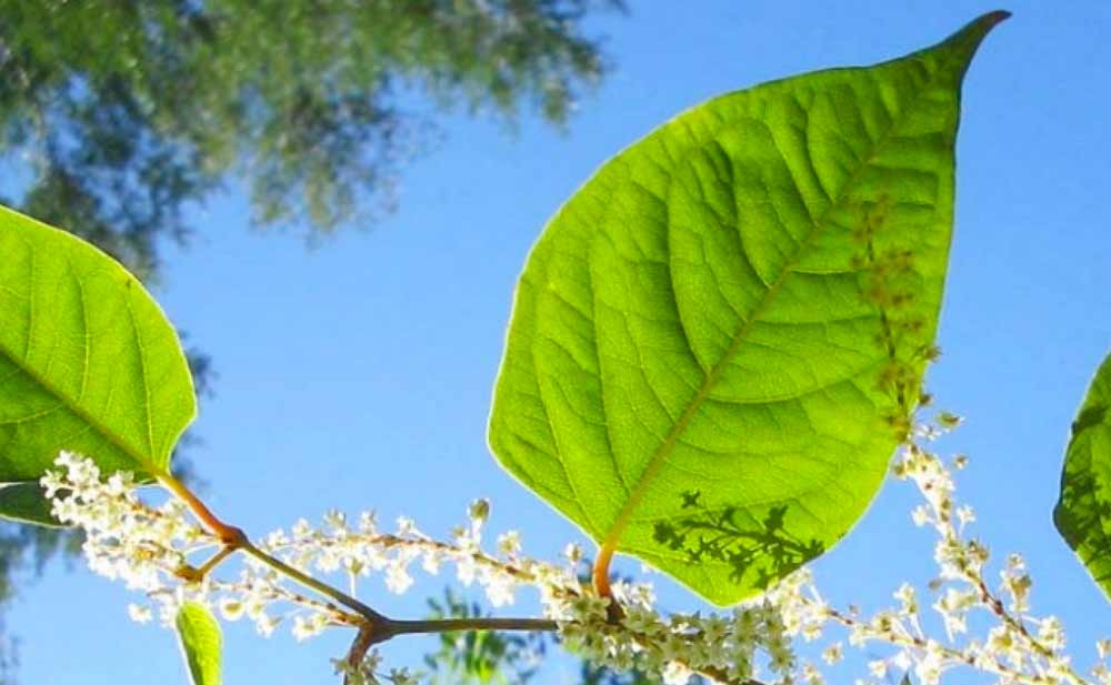 Japanese Knotweed