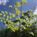 Japanese Knotweed