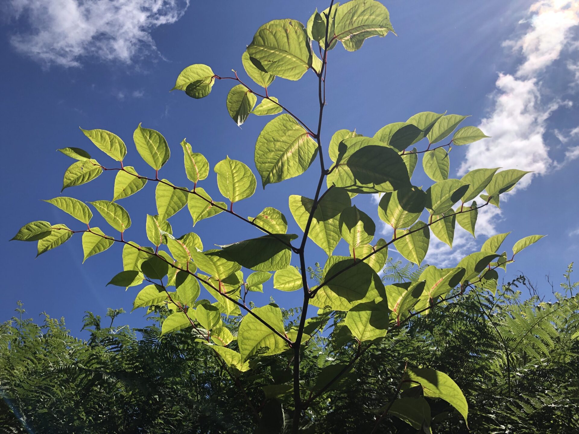 Japanese Knotweed