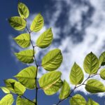 Japanese Knotweed