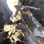 Japanese Knotweed Cell Burial