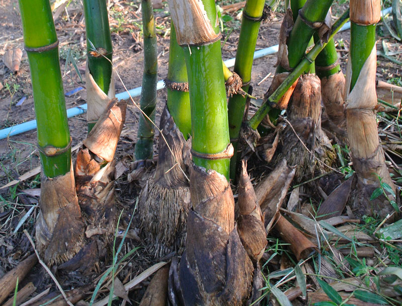 bamboo clumping roots